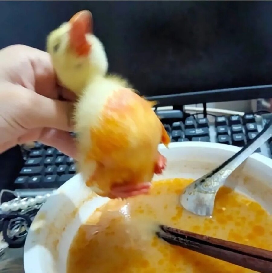 새끼오리 특징_2.jpg