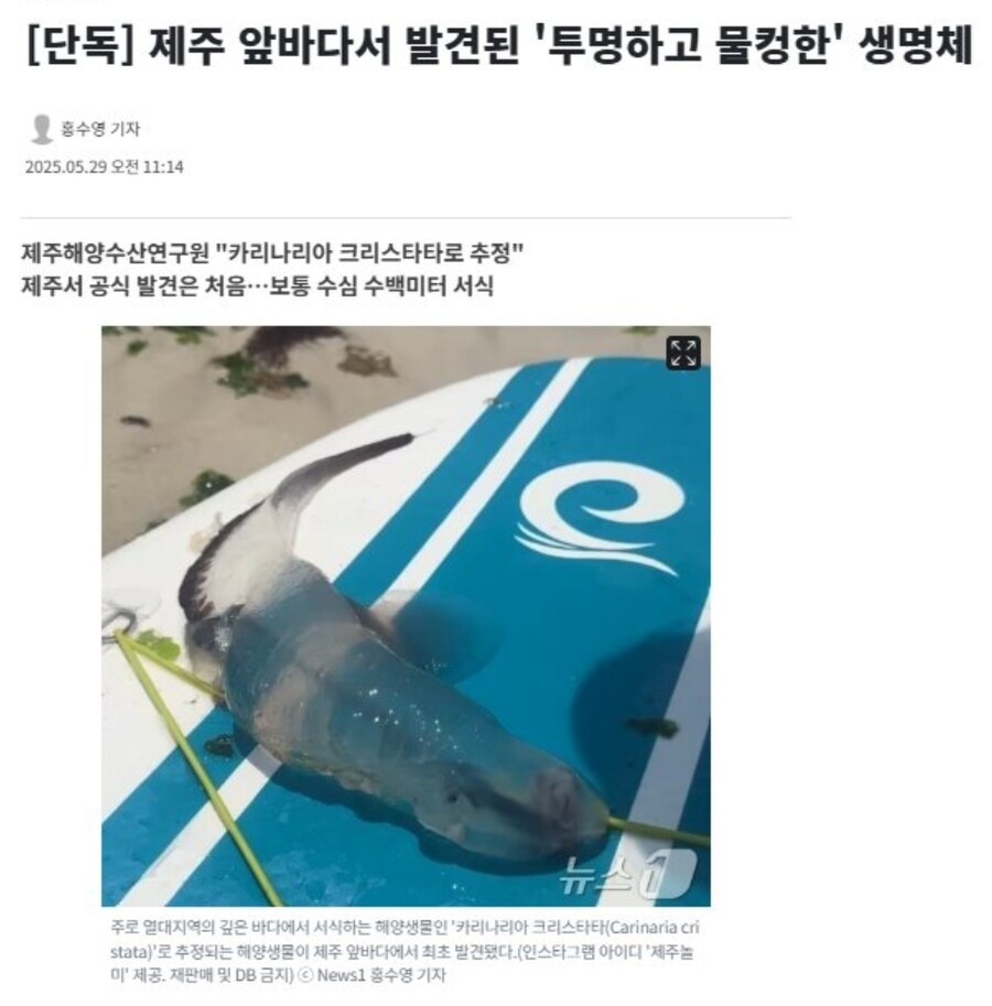 제주도에서 발견된 카리나리아 크리스타타_1.jpg