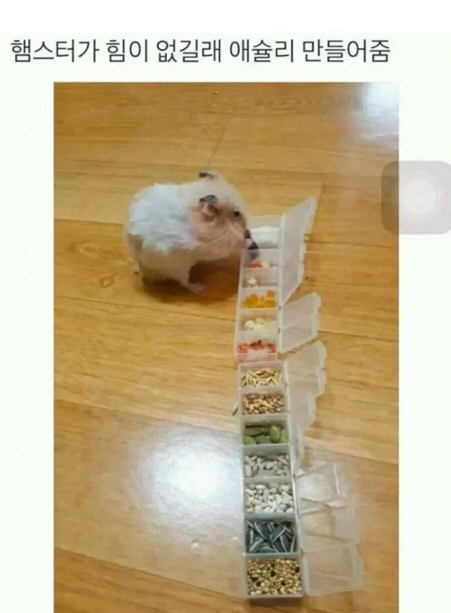 에이 씨~팔 풀떼기 밖에 없네_1.jpg