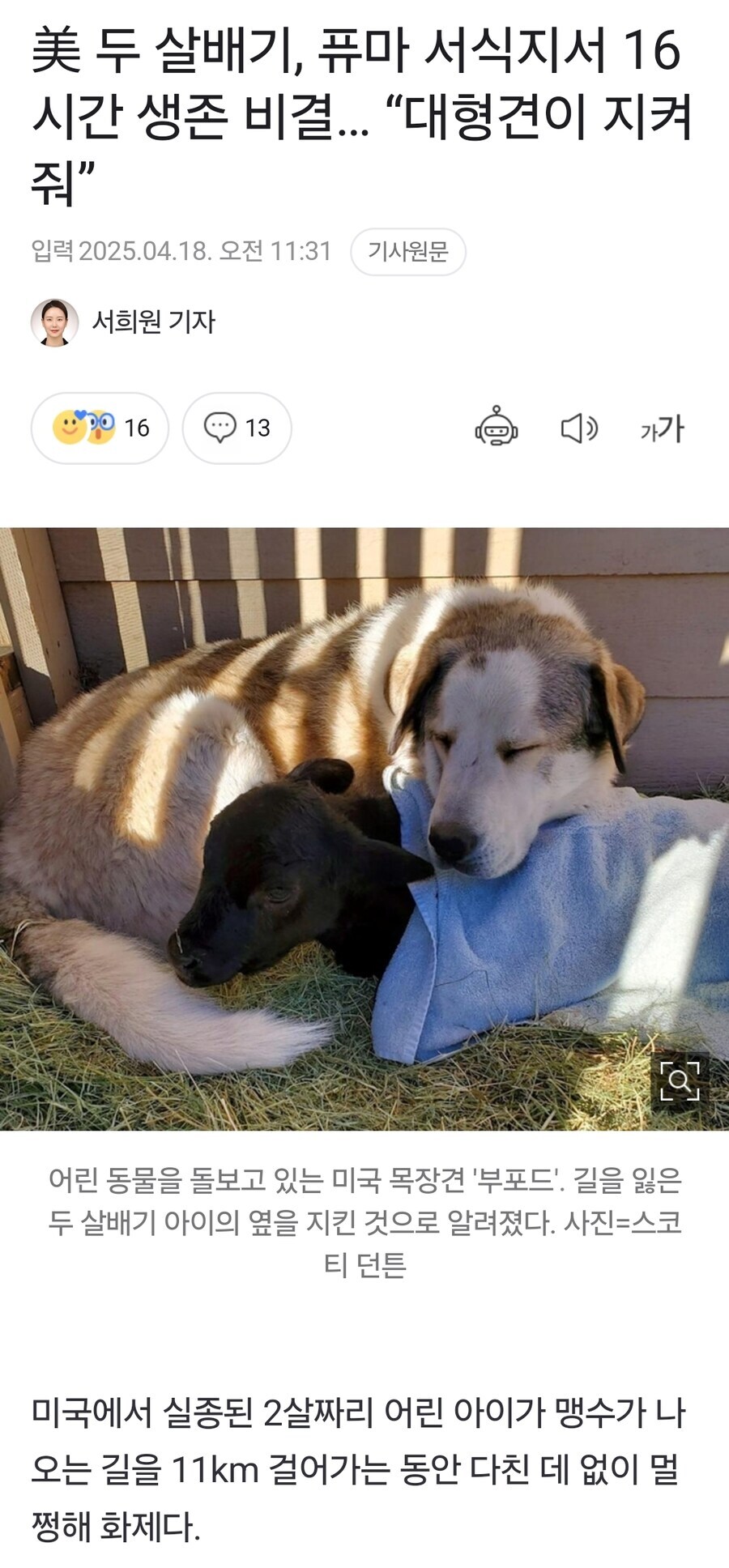 퓨마 서식지에서 살아 남은 두 살배기_1.jpg