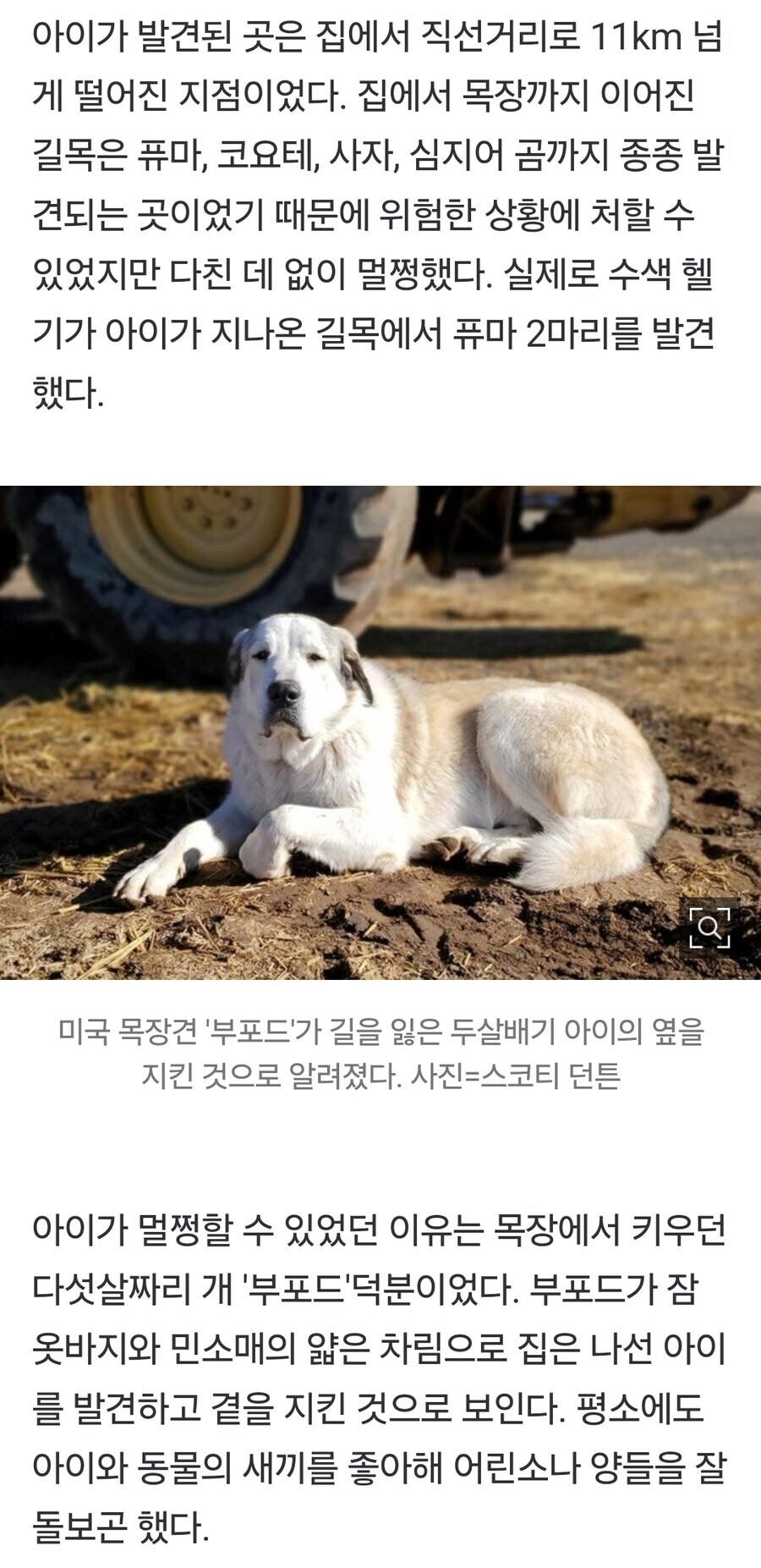 퓨마 서식지에서 살아 남은 두 살배기_2.jpg