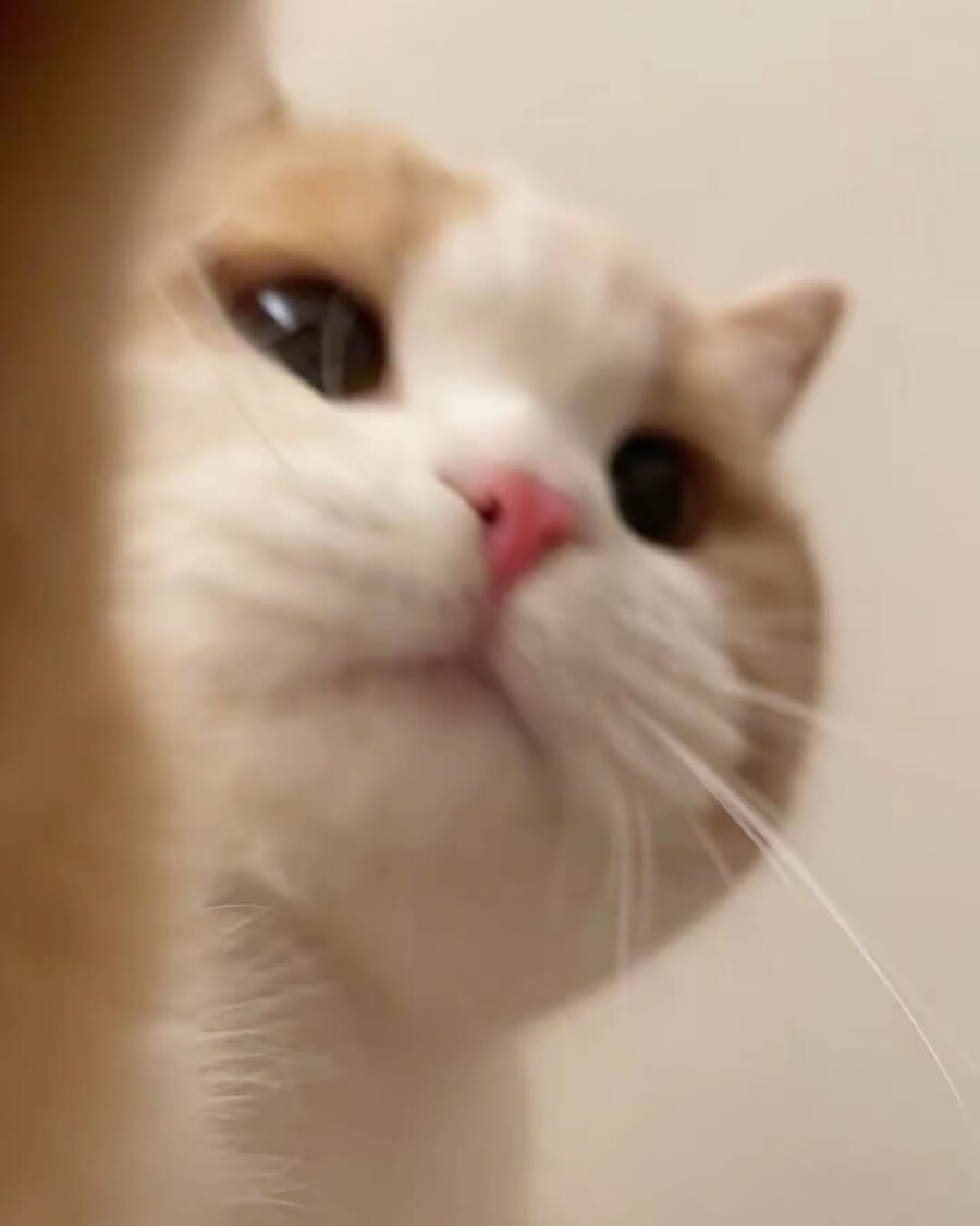 귀요미 냐옹이..._2.jpg