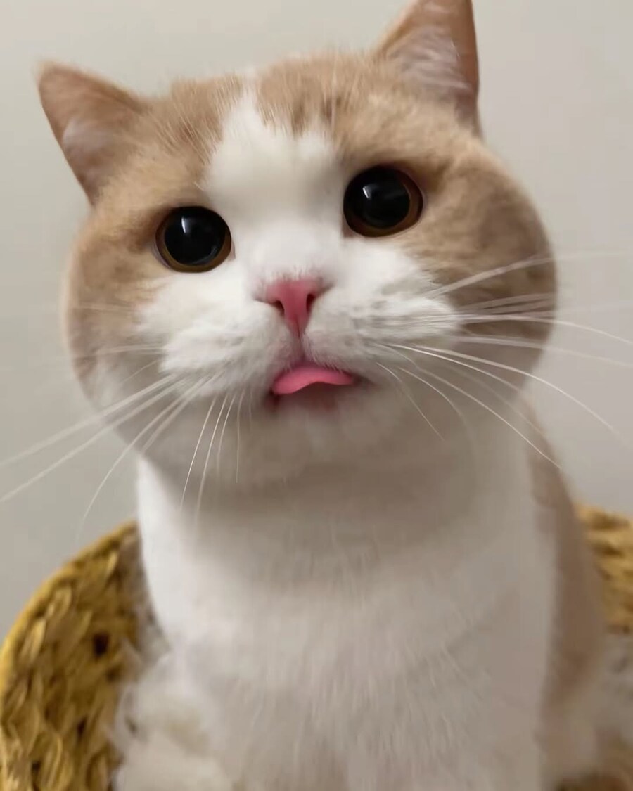 귀요미 냐옹이..._5.jpg