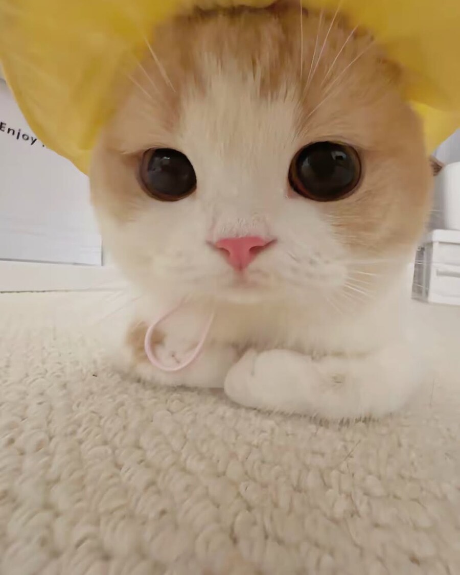 귀요미 냐옹이..._7.jpg