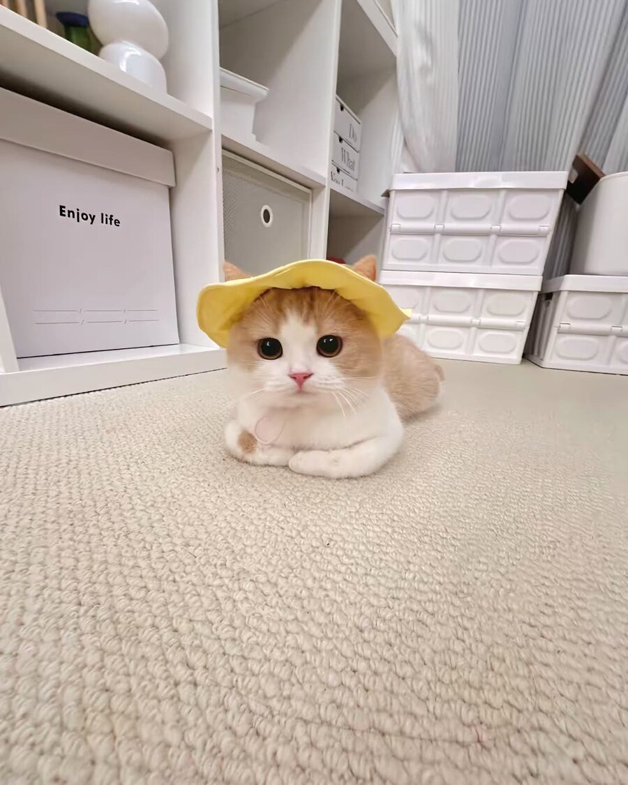 귀요미 냐옹이..._8.jpg
