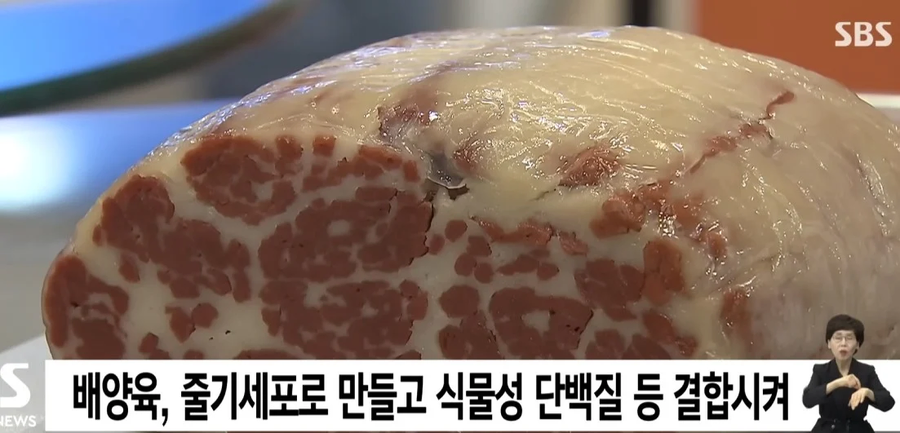 우라나라에서 만든 세계 최초 덩어리형태 배양육_3.webp