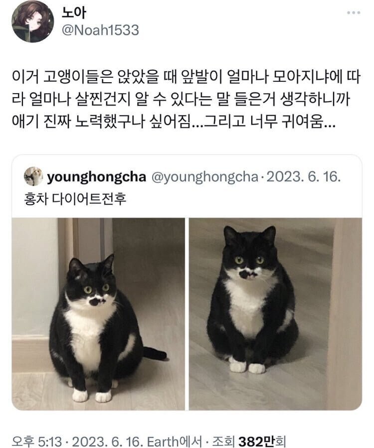 고양이 앞발로 알 수있는 것.jpg_1.jpg