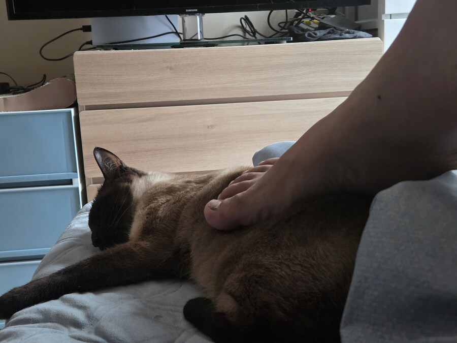침대 위에서 난 고양이에게 확실하게 상하관계를 각인시켰다!!!_8.jpg