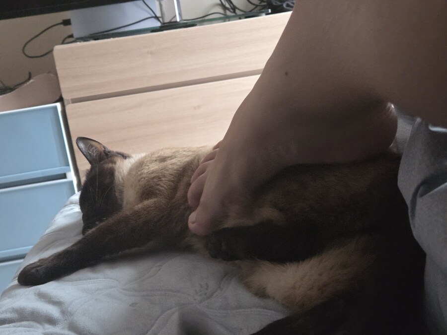 침대 위에서 난 고양이에게 확실하게 상하관계를 각인시켰다!!!_9.jpg