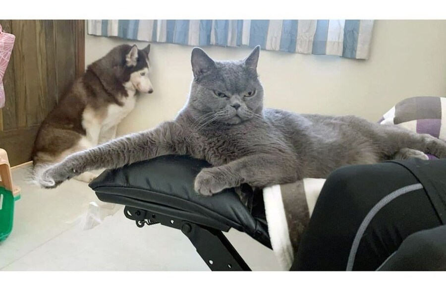 나대다가 혼난 댕댕이.jpg_1.jpg
