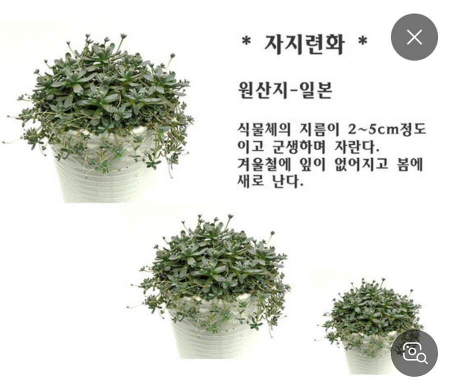 자지련아_1.jpg