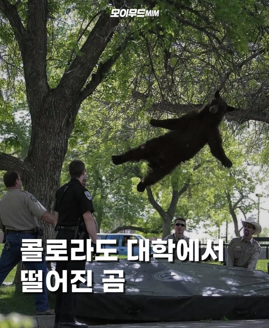 콜로라도 대학에서 떨어진 곰_1.jpg