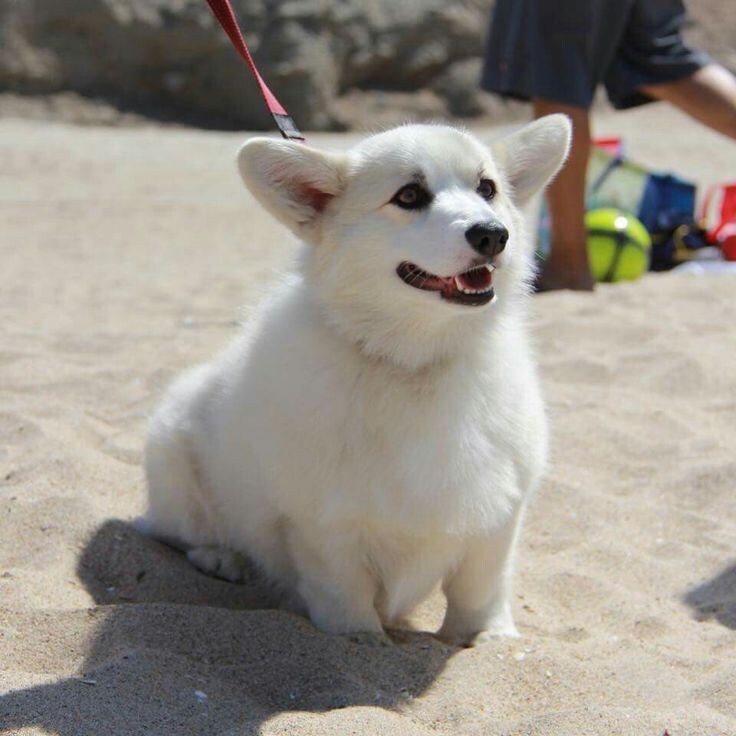 흔하지 않고 귀여운거 보고가.jpg_7.jpg