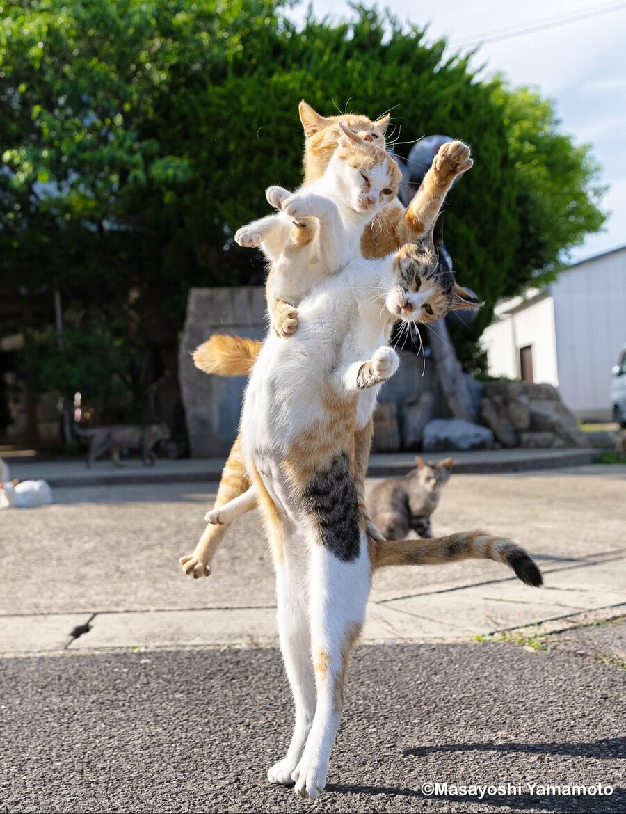 실패한 고양이 짤..._1.jpg