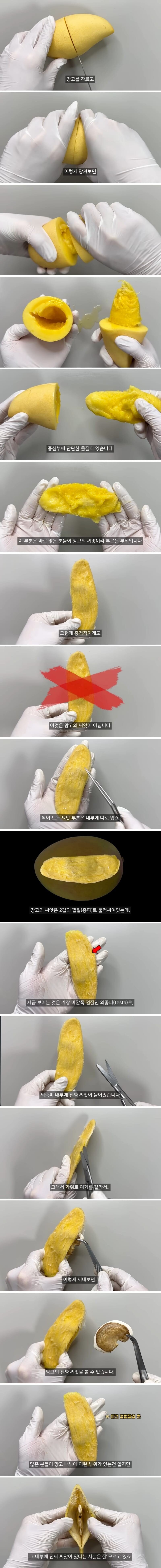 대부분의 사람들이 잘못 알고 있는 망고의 씨앗_1.jpg