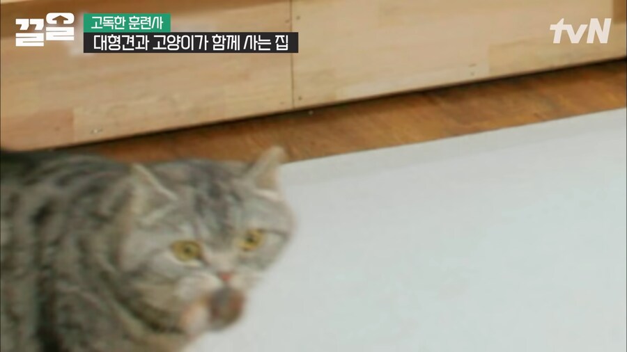 강형욱 인터뷰 대 참사_8.png