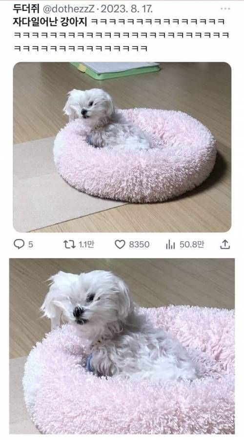 너무 푹자고 일어난 강아지.jpg_1.jpg