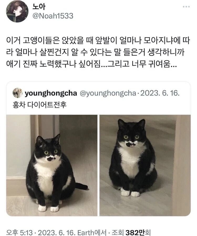 고양이 앞발로 알 수 있는 사실.jpg_1.jpg