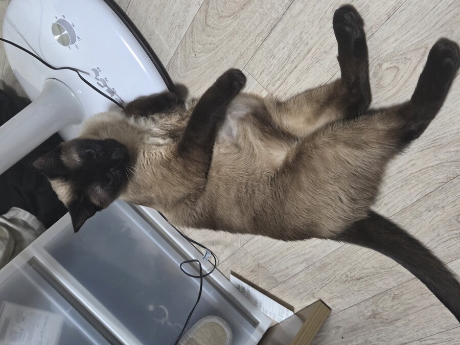 집사 장난이 좀 심했는지 고양이 삐짐..._5.jpg