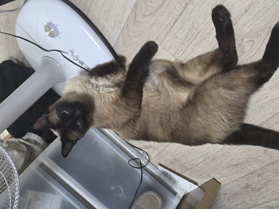 집사 장난이 좀 심했는지 고양이 삐짐..._6.jpg