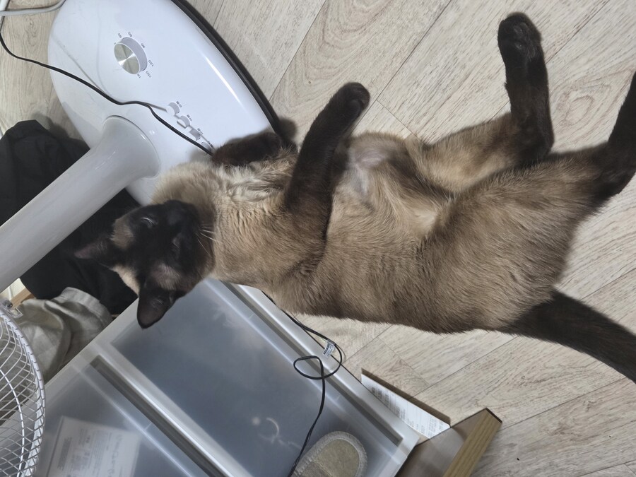 집사 장난이 좀 심했는지 고양이 삐짐..._7.jpg