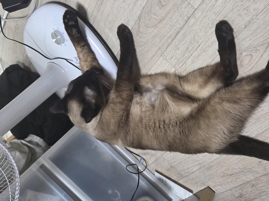 집사 장난이 좀 심했는지 고양이 삐짐..._8.jpg