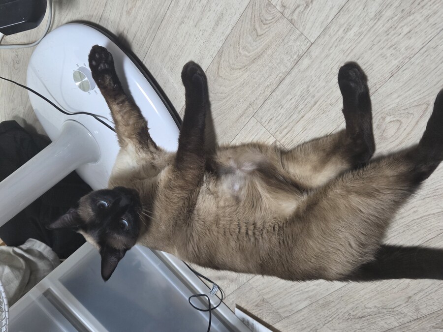 집사 장난이 좀 심했는지 고양이 삐짐..._9.jpg