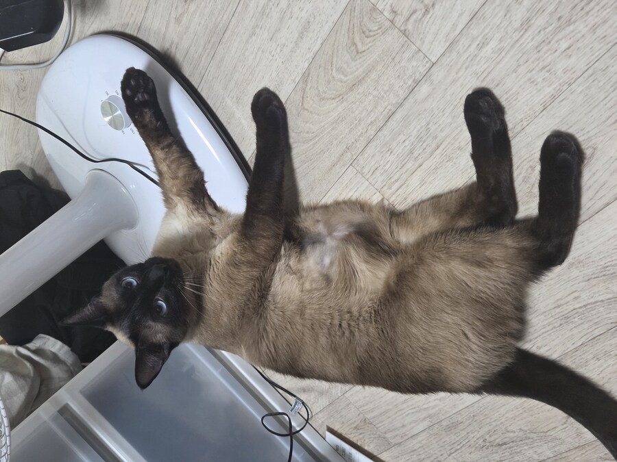 집사 장난이 좀 심했는지 고양이 삐짐..._10.jpg