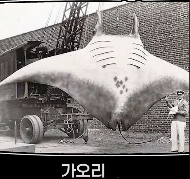 의외로 어마무시하게 큰 것들_7.png