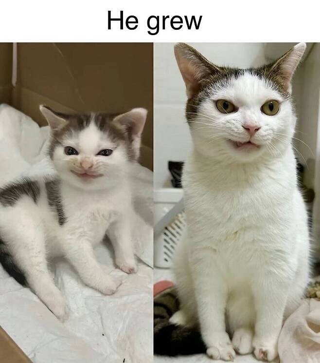 어릴 때 부터 건방진 얼굴의 고양이.jpg_1.jpg
