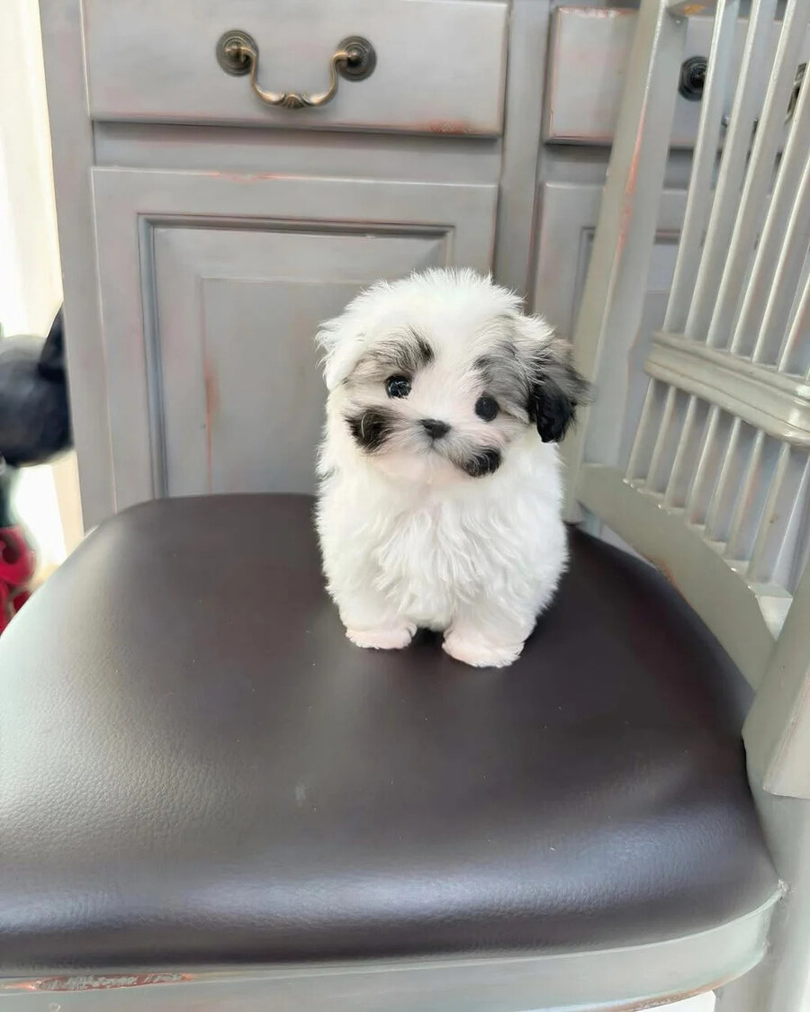 아뭉이 이름이 프링글스인 이유.eu_1.jpg