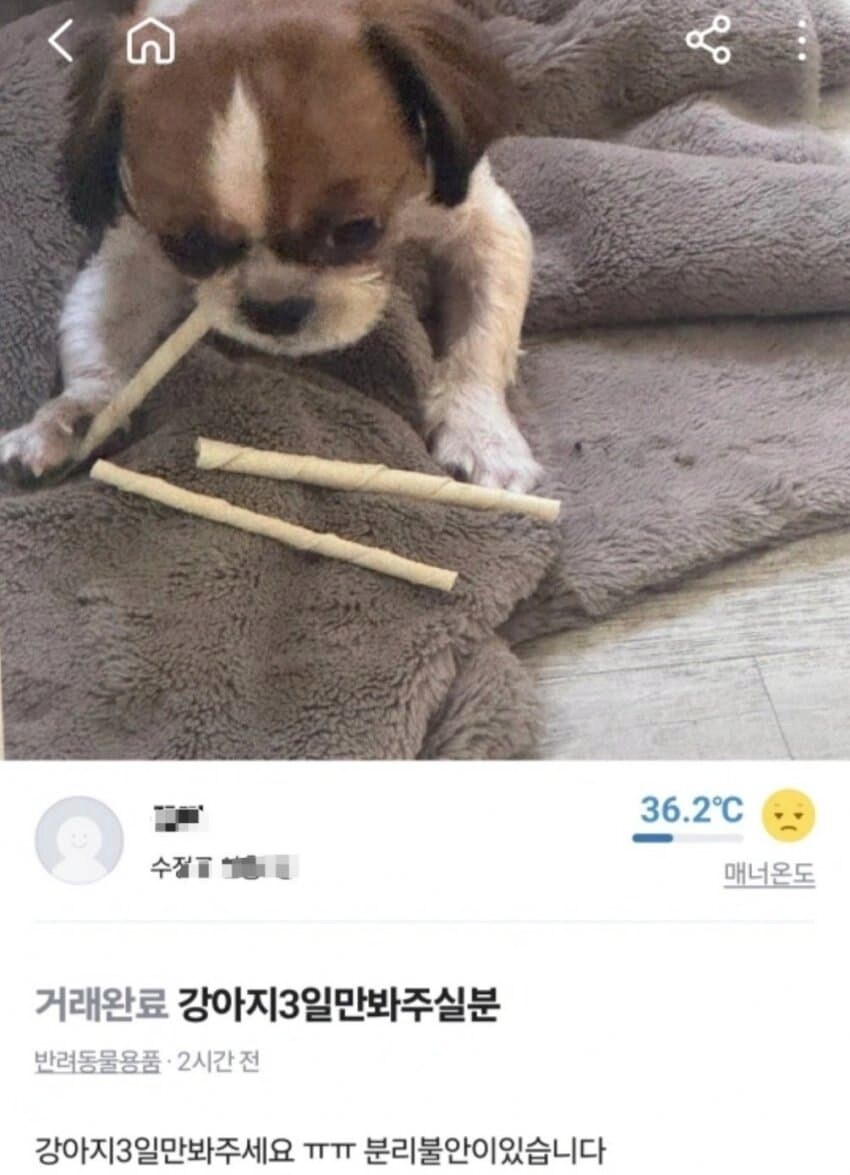 당근에서 강아지 돌보기 알바하면 안되는 이유.jpg_1.png