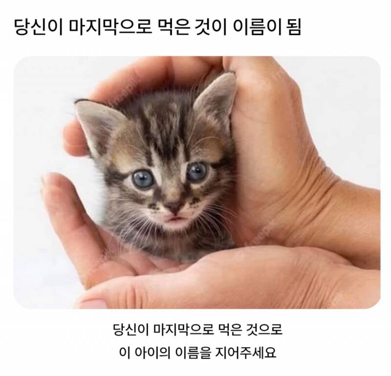 고양이 이름짓기_1.jpg