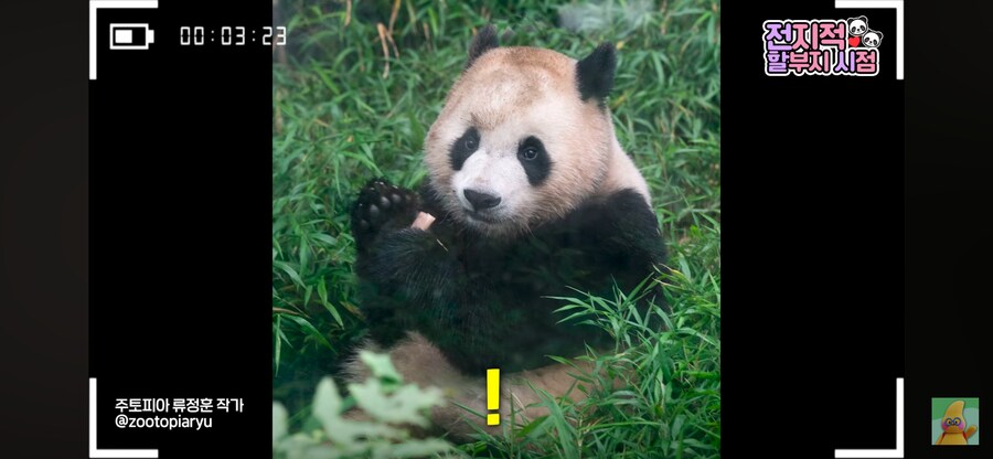 푸바오 동생 루이바오 특_1.png
