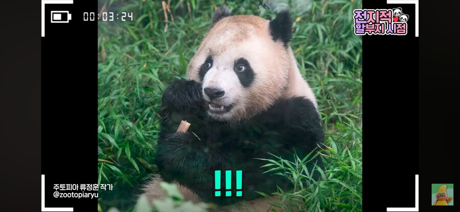 푸바오 동생 루이바오 특_2.png