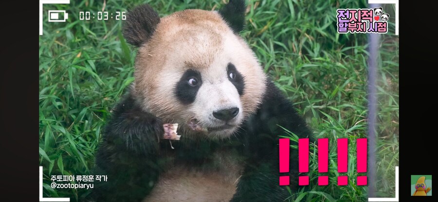 푸바오 동생 루이바오 특_3.png