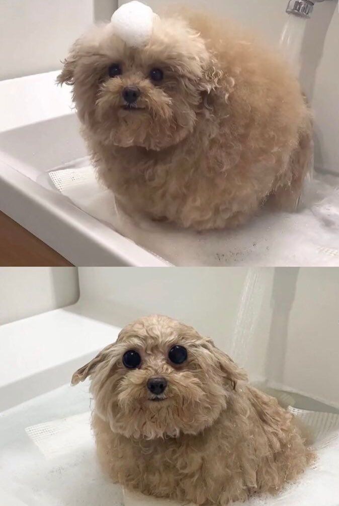 목욕한 후의 멍멍이_1.jpg