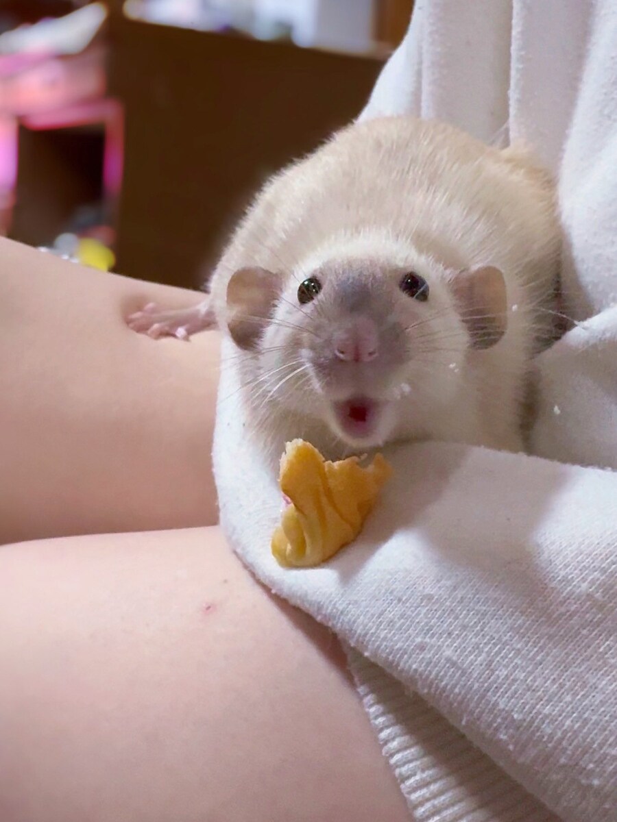 맛있어서 함박웃음 짓는 쥐.jpg_1.jpg
