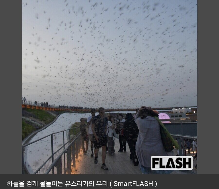 오사카 박람회 벌레사건 대처 레전드_1.jpg