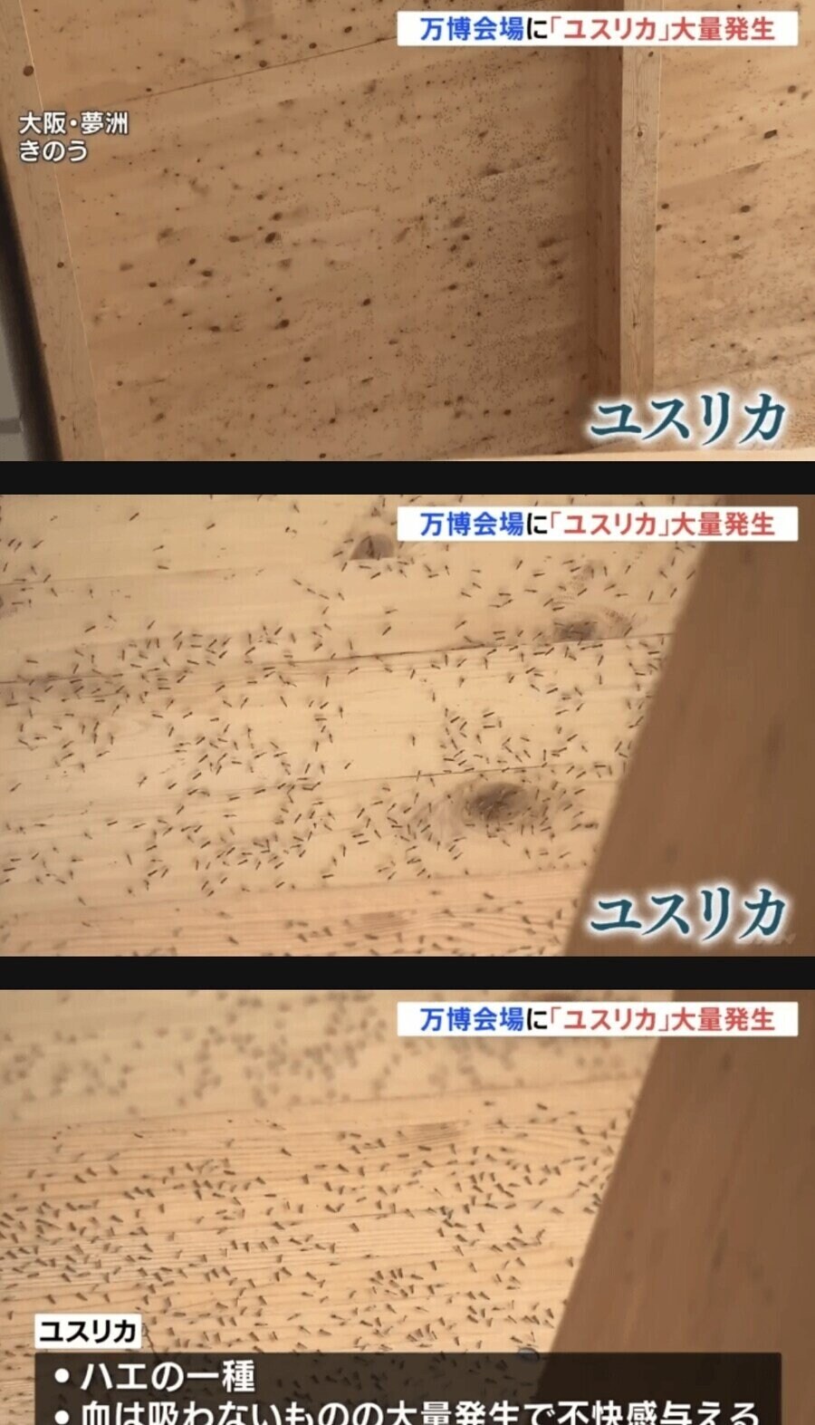 오사카 박람회 벌레사건 대처 레전드_2.jpg