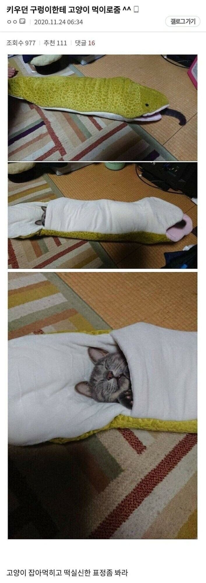 키우던 구렁이에게 고양이 먹이로줌._1.jpg