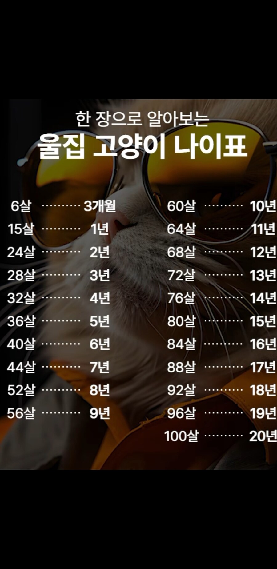 고양이 나이표_1.jpg