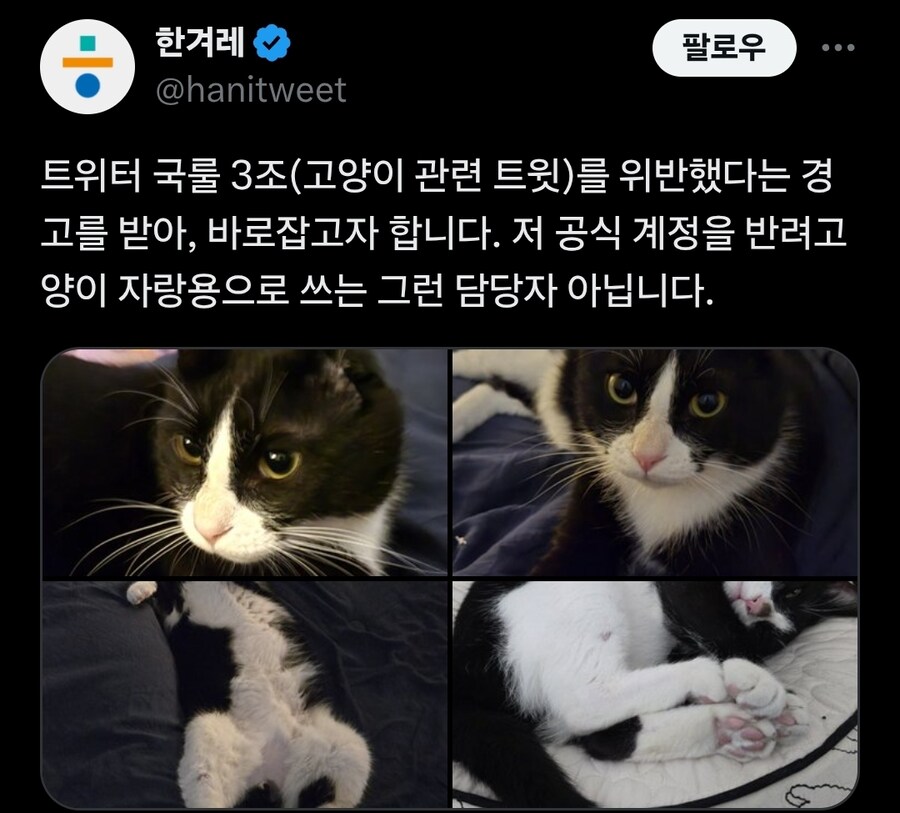 공식계정으로 고양이 자랑이나 하는 파렴치한 담당자_2.jpg