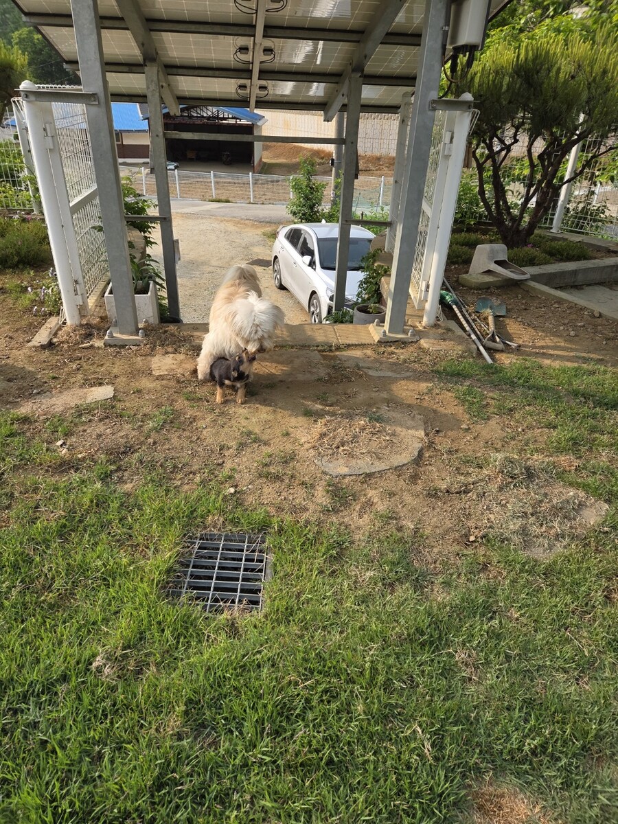 시고르 댕댕이들 싸우는거 보구가_2.jpg