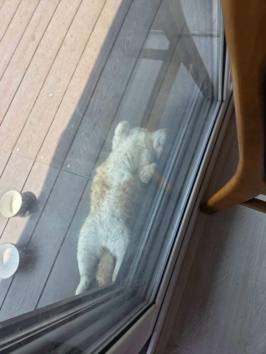 시고르 댕댕이들 싸우는거 보구가_10.jpg