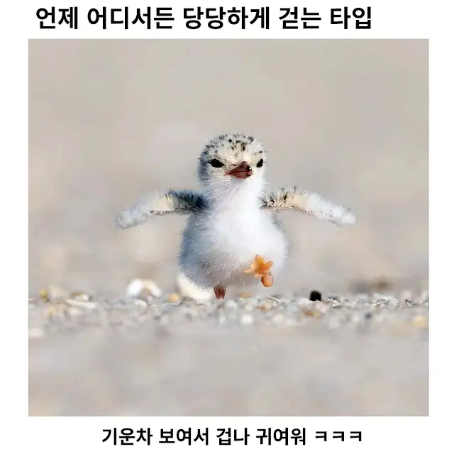 당당하게 걷는 아기 새 ㅋㅋㅋㅋㅋㅋㅋㅋㅋ_1.webp