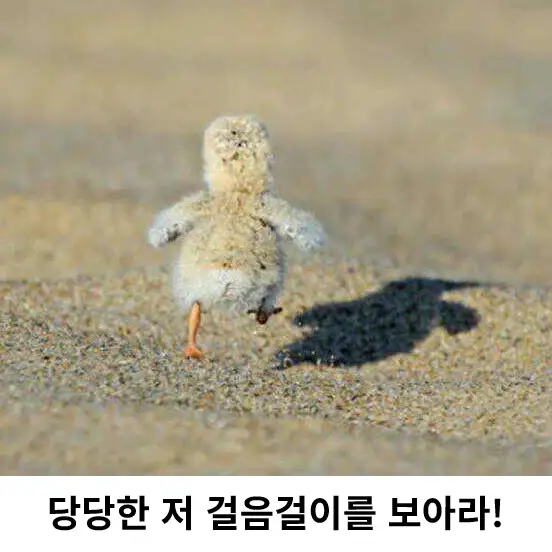당당하게 걷는 아기 새 ㅋㅋㅋㅋㅋㅋㅋㅋㅋ_2.webp