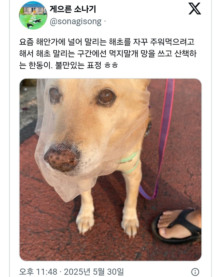 제주도 사는 댕댕이 산책 필수품_1.jpg