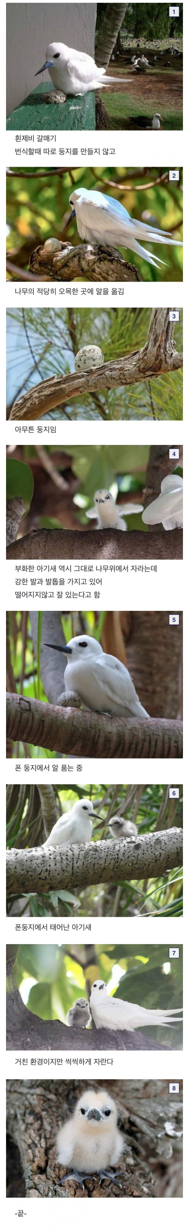 image.png 인생은 대충 살아도 살아진다는 새 .jpg
