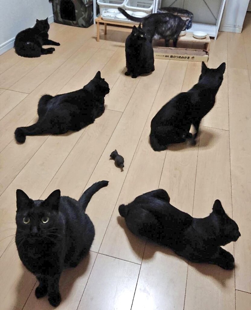 새끼고양이(?) 지키는 어른고양이들_1.jpg